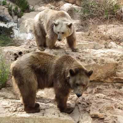 Two majestic bears, standing.